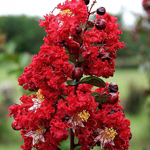 Dynamite Crape Myrtle