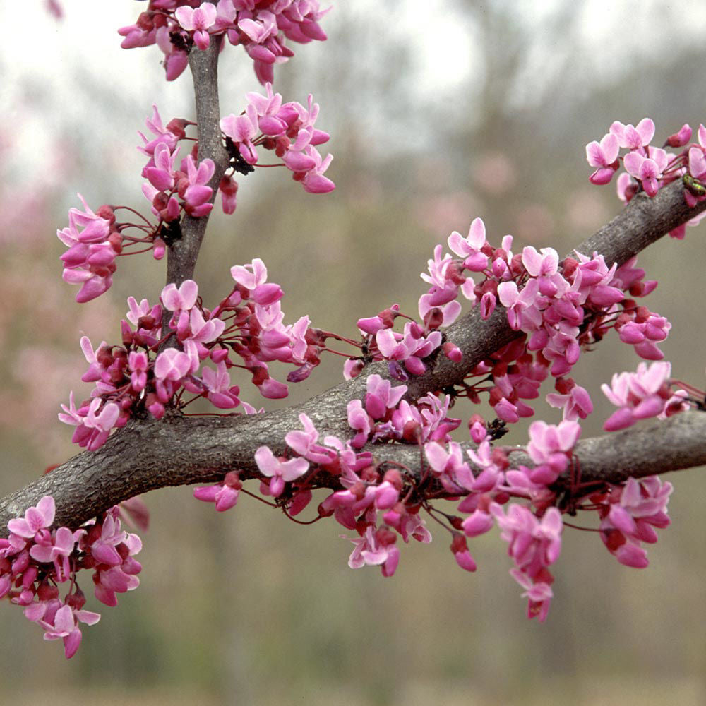 Eastern Redbud