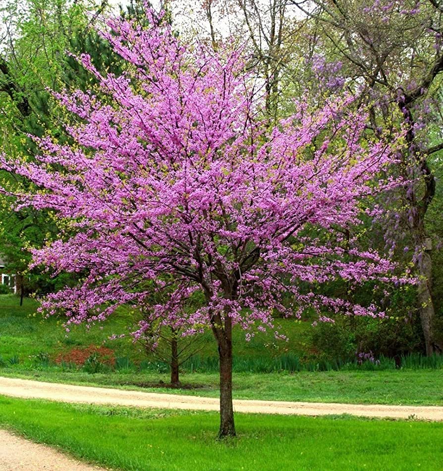 Eastern Redbud