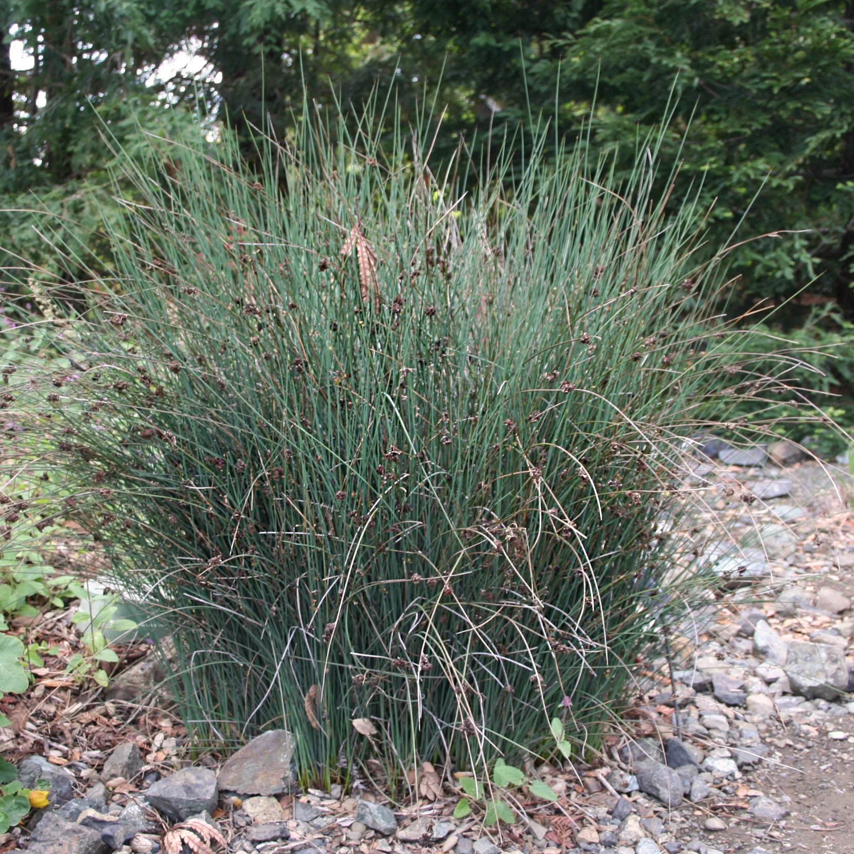 Elk Blue California Gray Bush