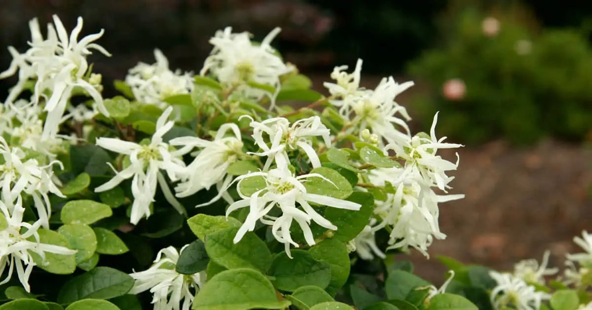 Emerald Snow Loropetalum