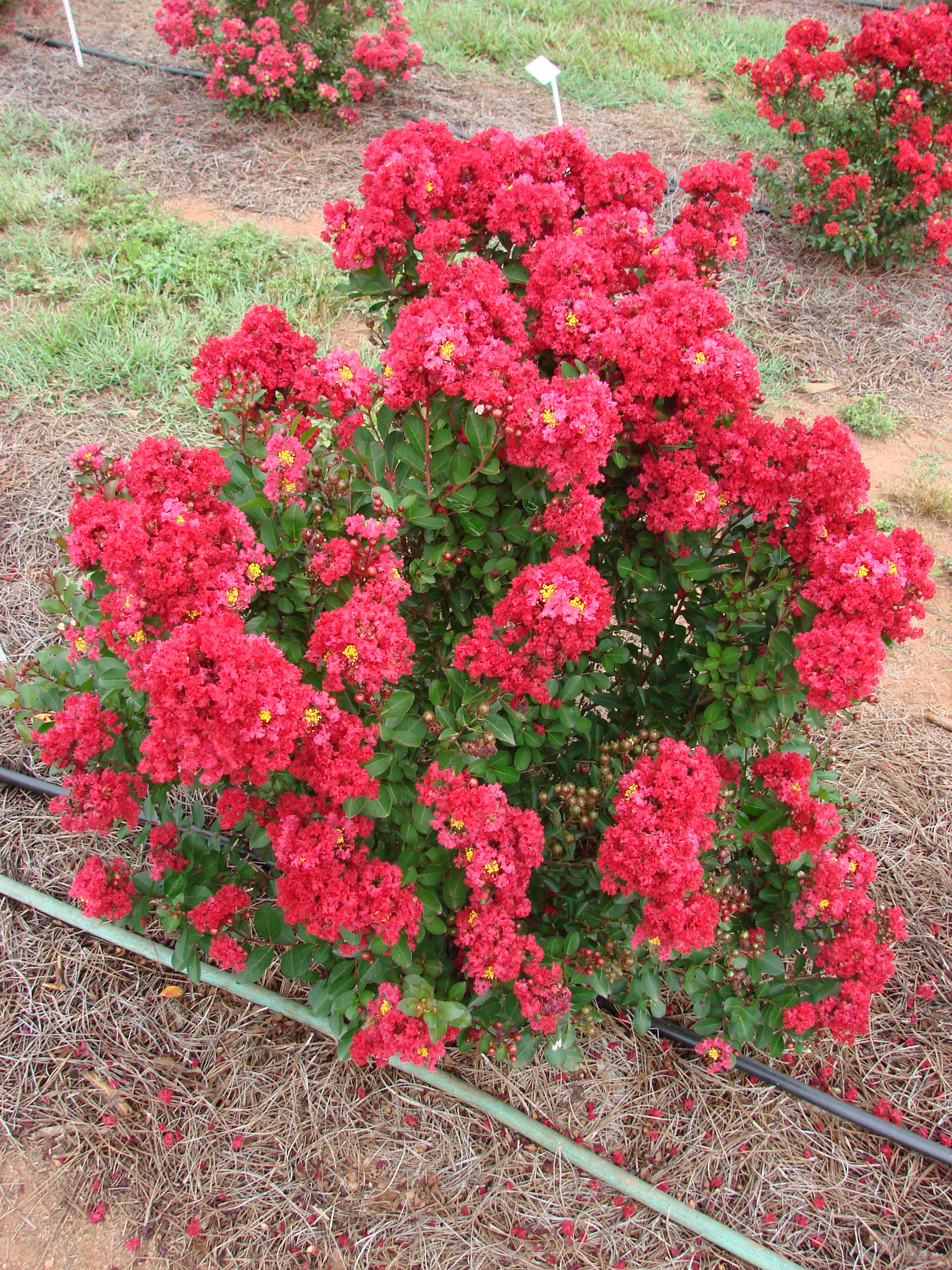 Enduring Red Crape Myrtle