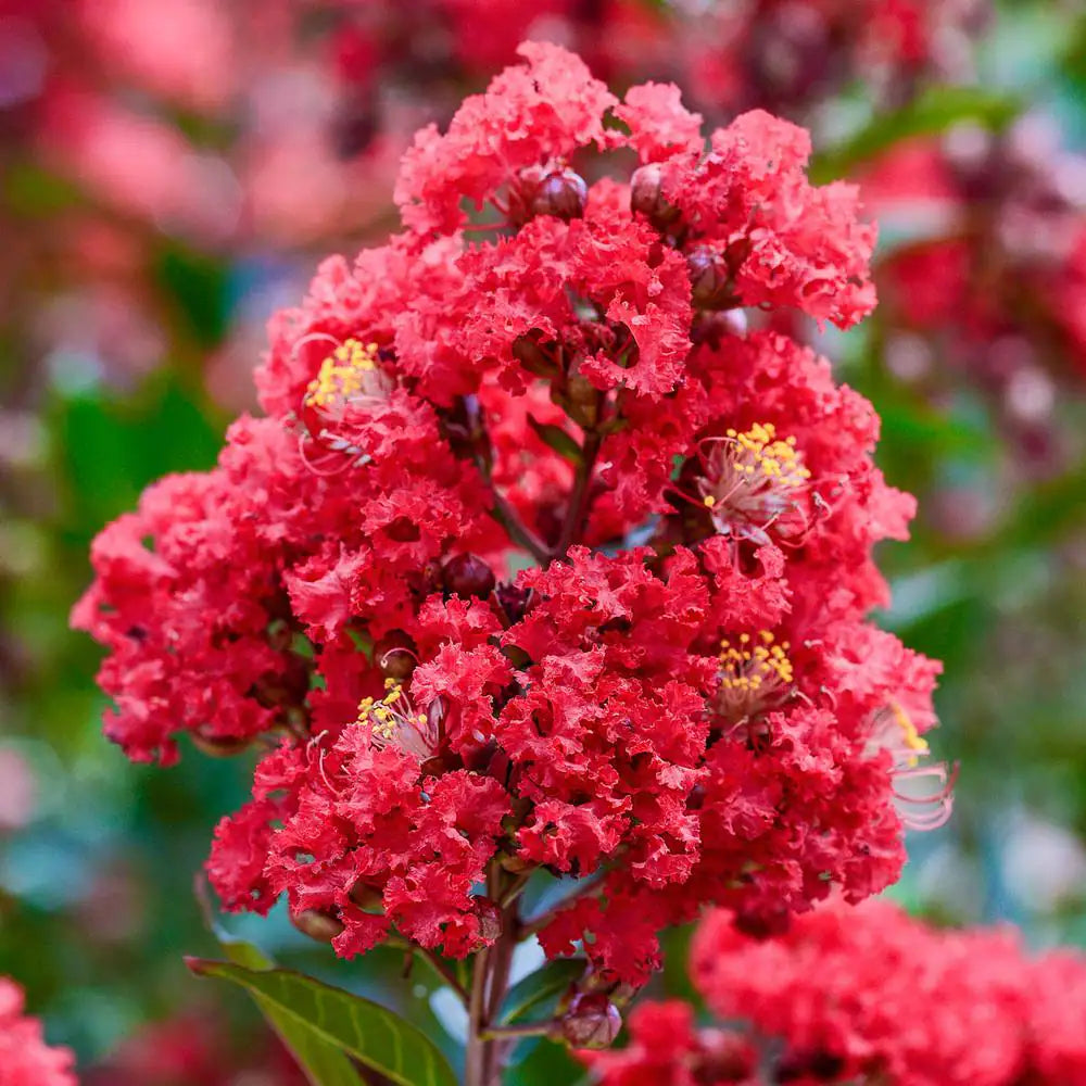 Enduring Red Crape Myrtle