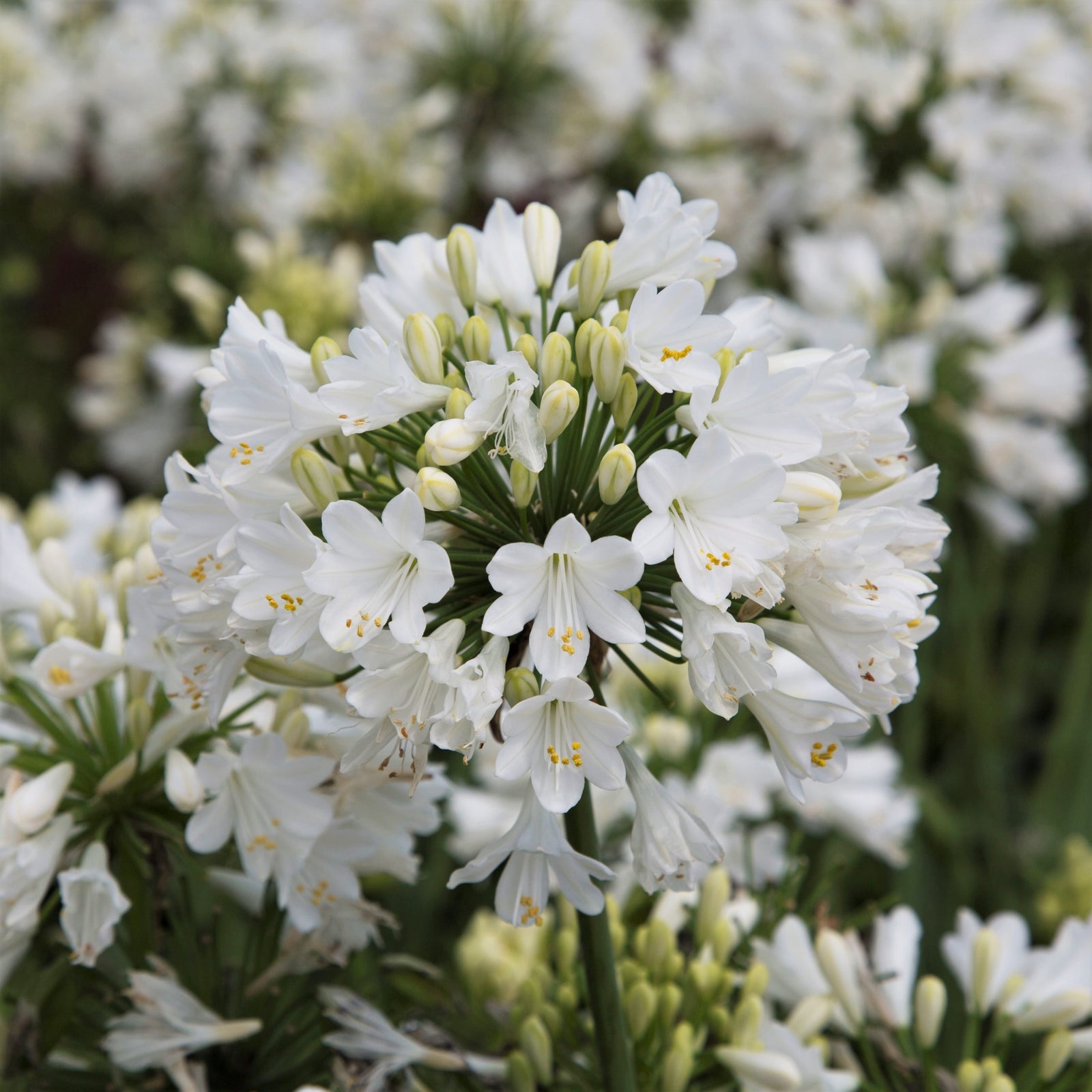 Ever White Agapanthus