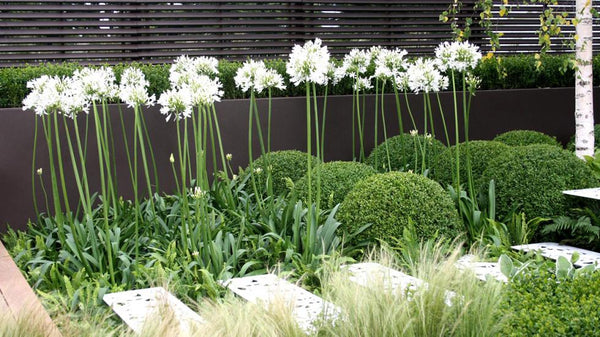 Ever White Agapanthus