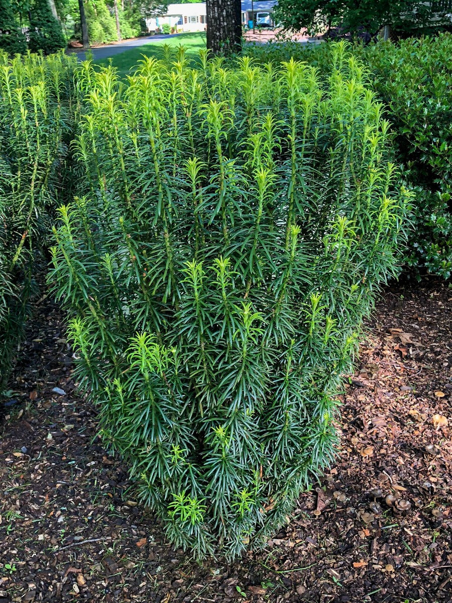 Fastigiata Japanese Plum Yew