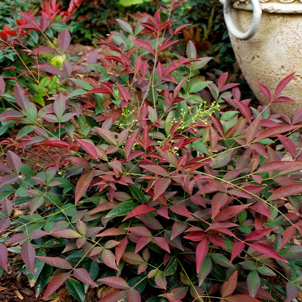 Flirt Nandina