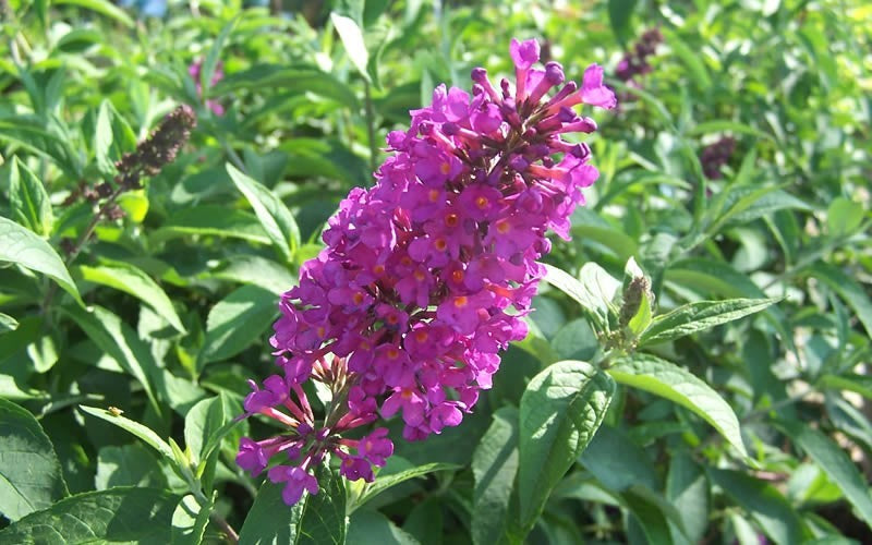 Tutti Fruitti Butterfly Bush