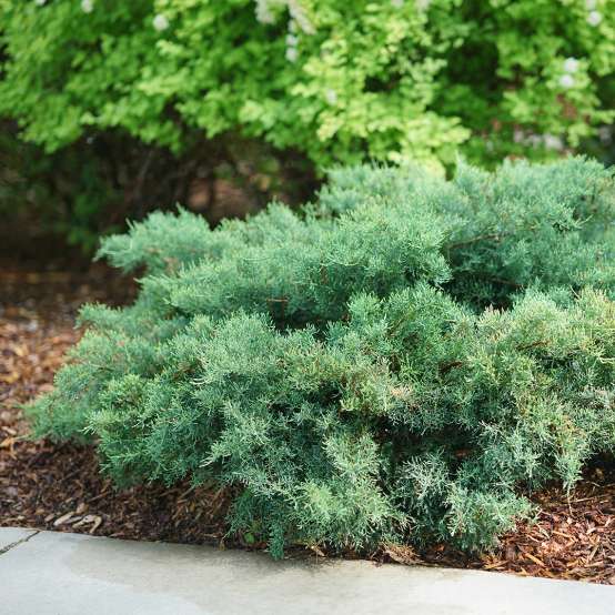 Fritz Huber Japanese Plum Yew