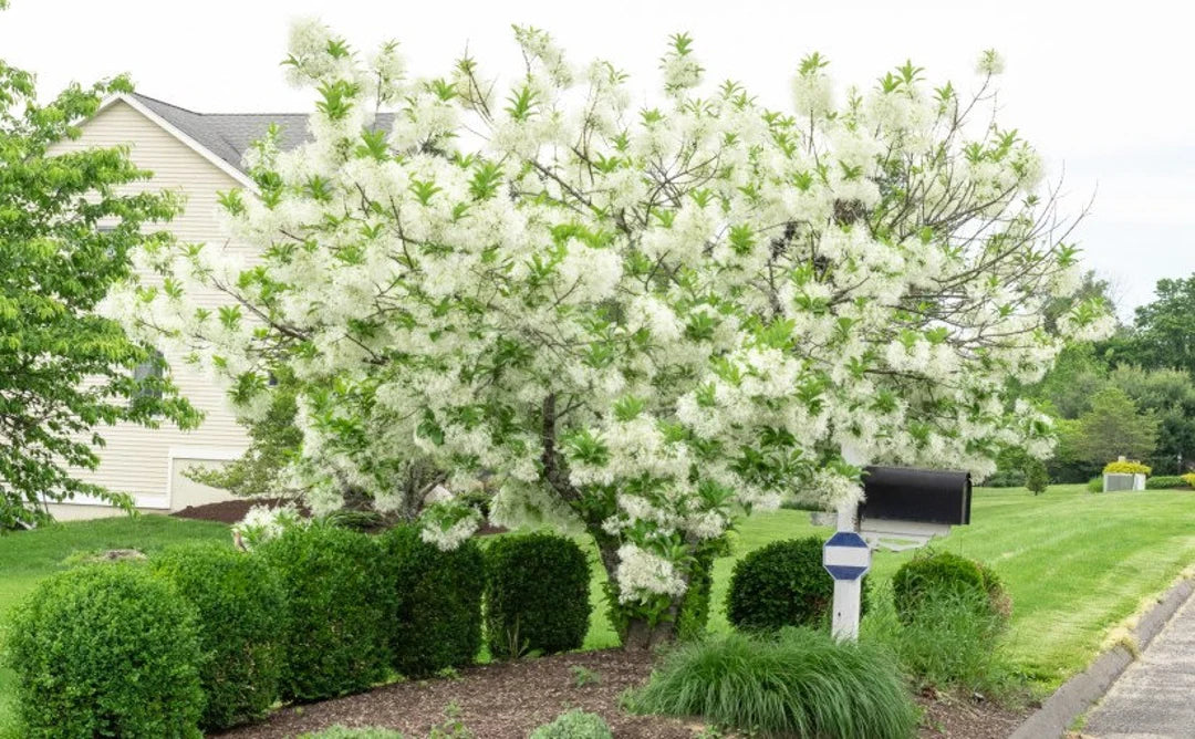 Grancy Graybeard White Fringetree