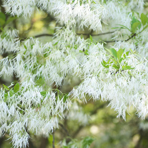 Grancy Graybeard White Fringetree