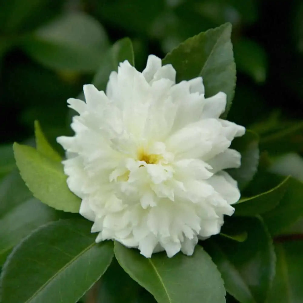 Ivory Autumn Camellia