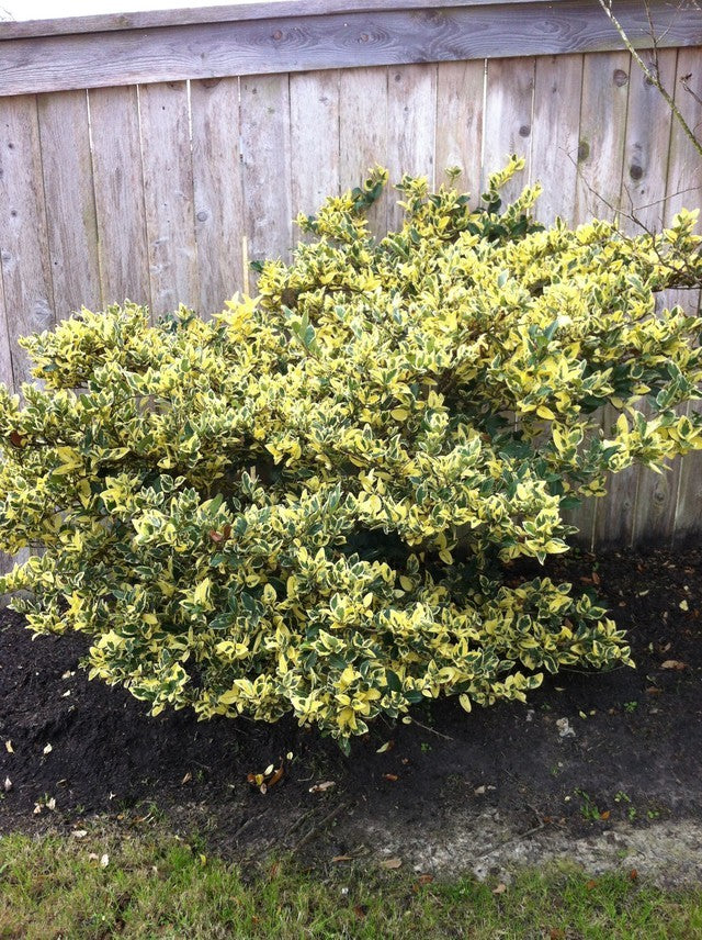 Jack Frost Ligustrum