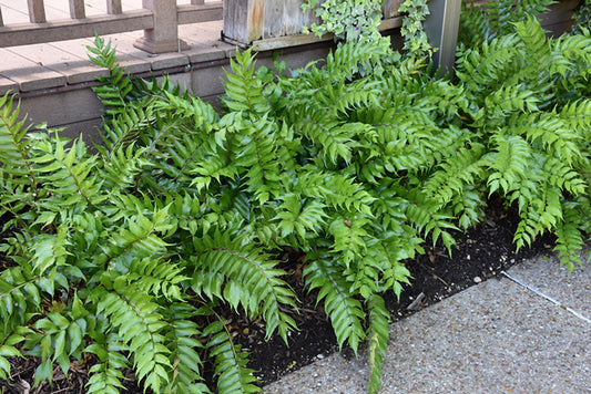 Japanese Holly Fern