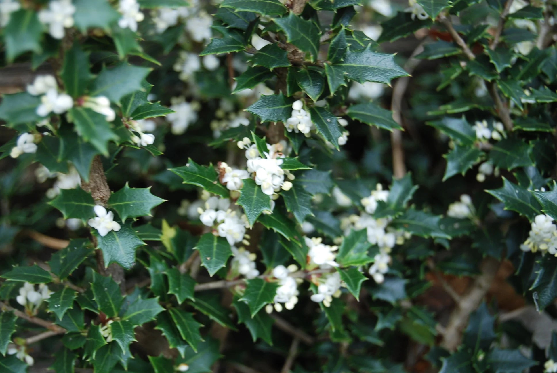 Kaori Hime Dwarf Tea Olive