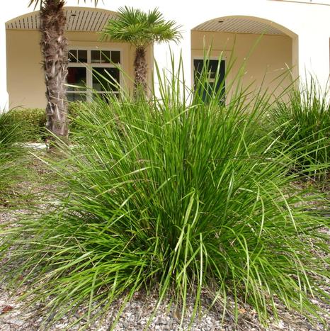 Katrinus Deluxe Basket Grass