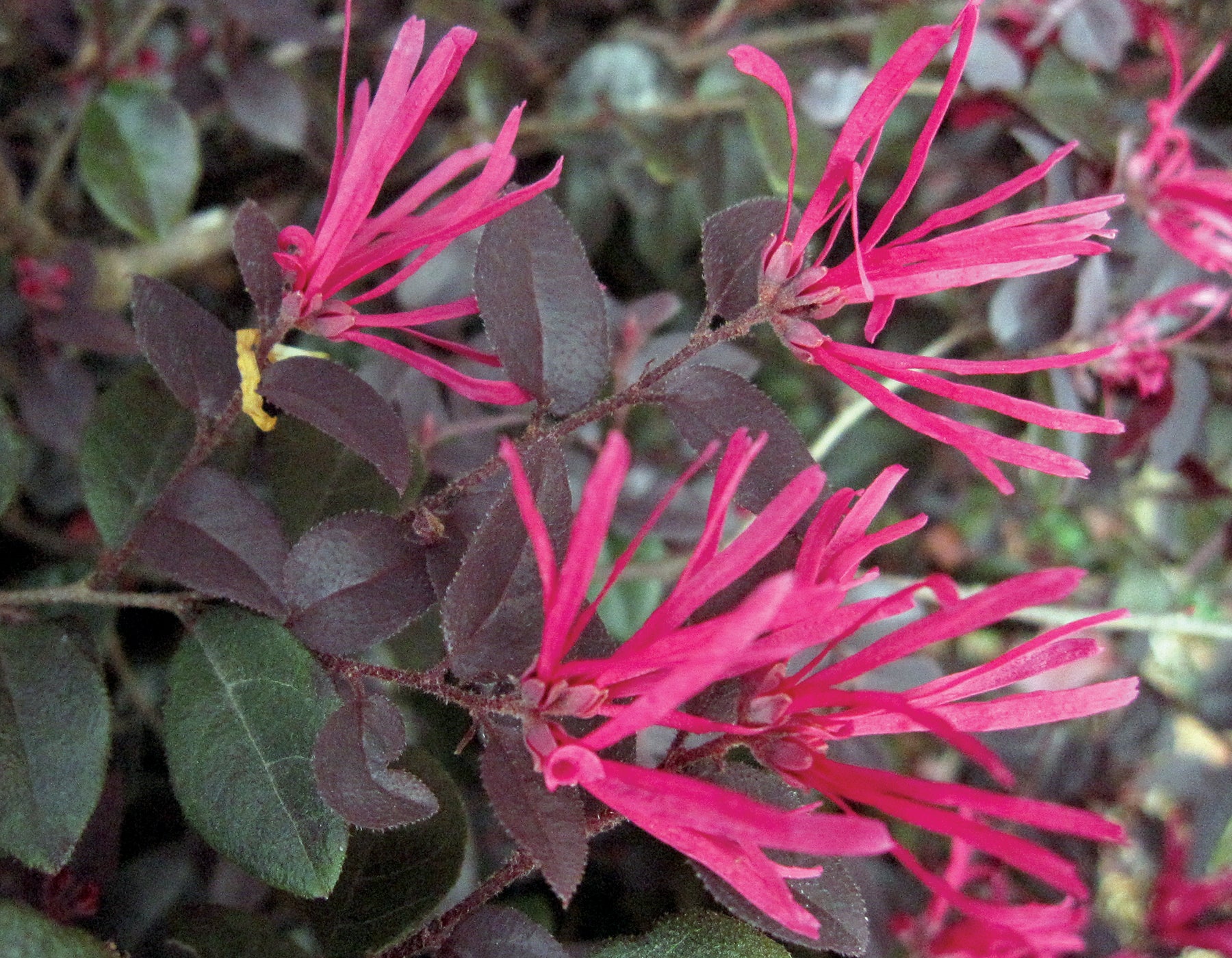 Kurobijin Loropetalum