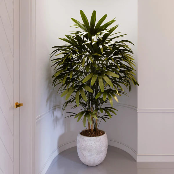 the lady palm plant Lady Palm