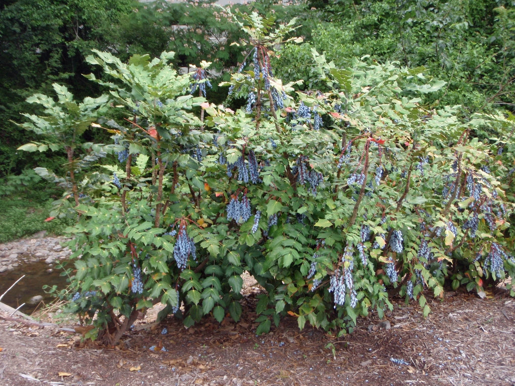 Leatherleaf Mahonia