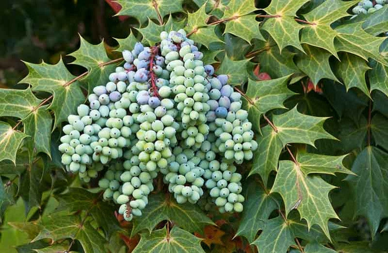 Leatherleaf Mahonia