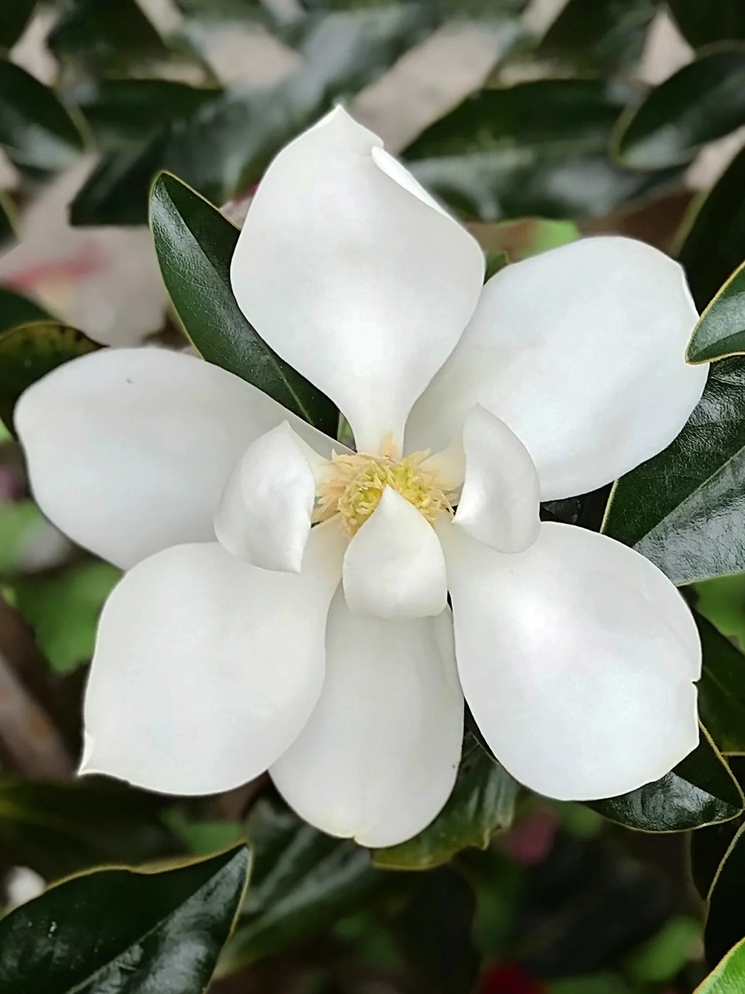 Little Gem Magnolia