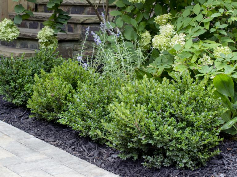 Little Missy Boxwood