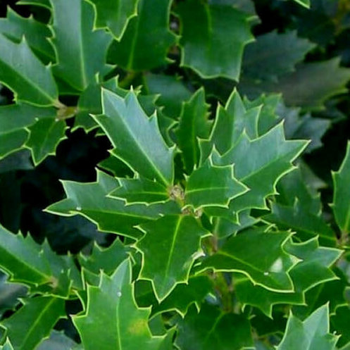 Magland Oakland Holly