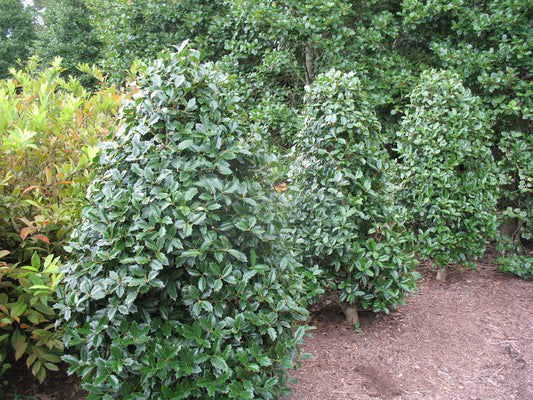 Magland Oakland Holly