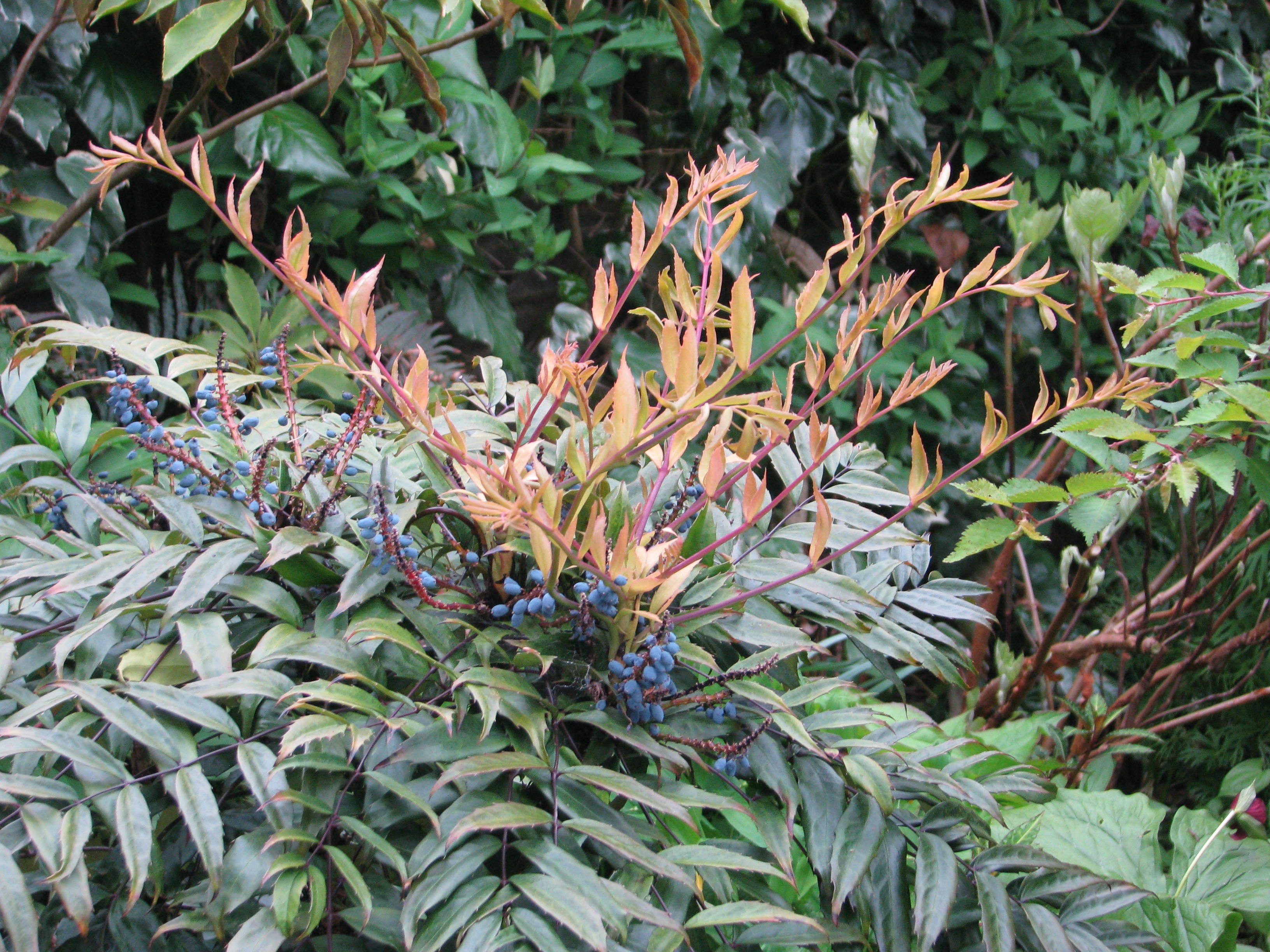 Fortunei Mahonia