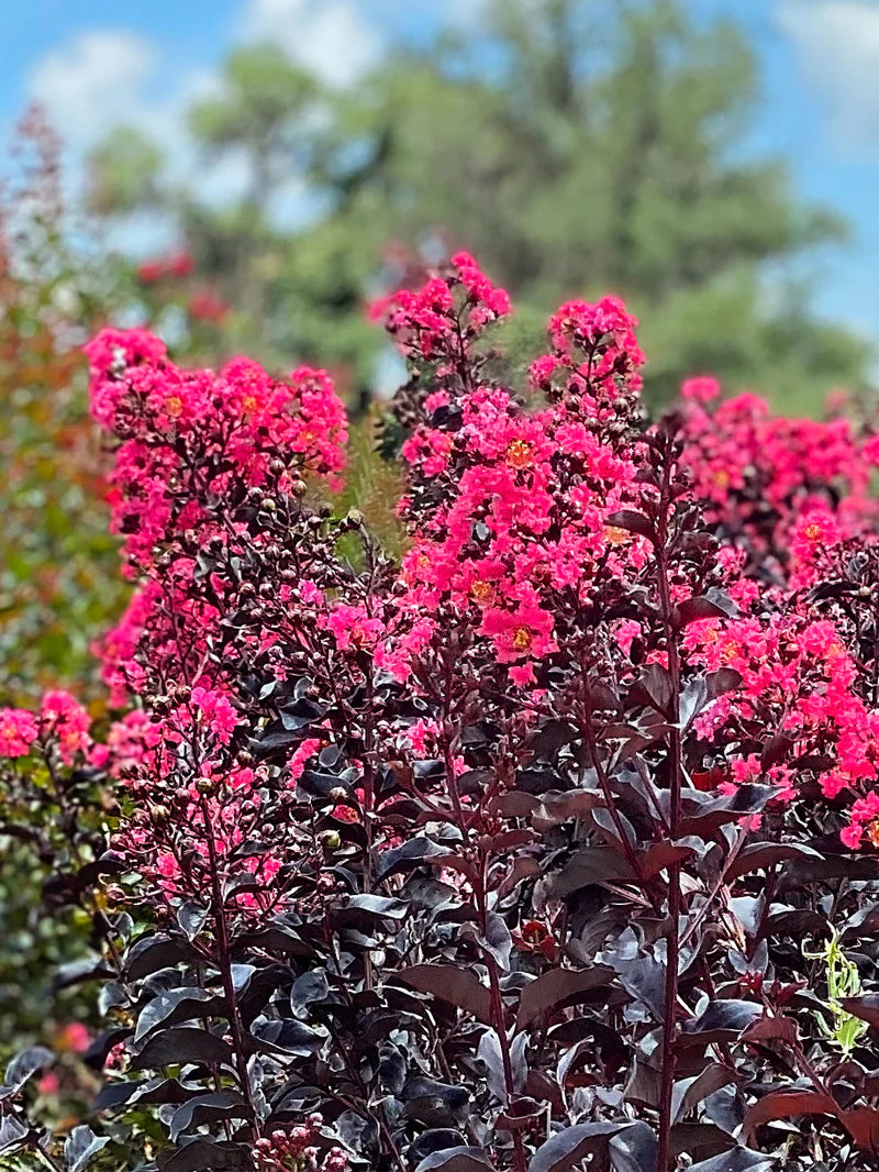 Midnight Magic Crape Myrtle