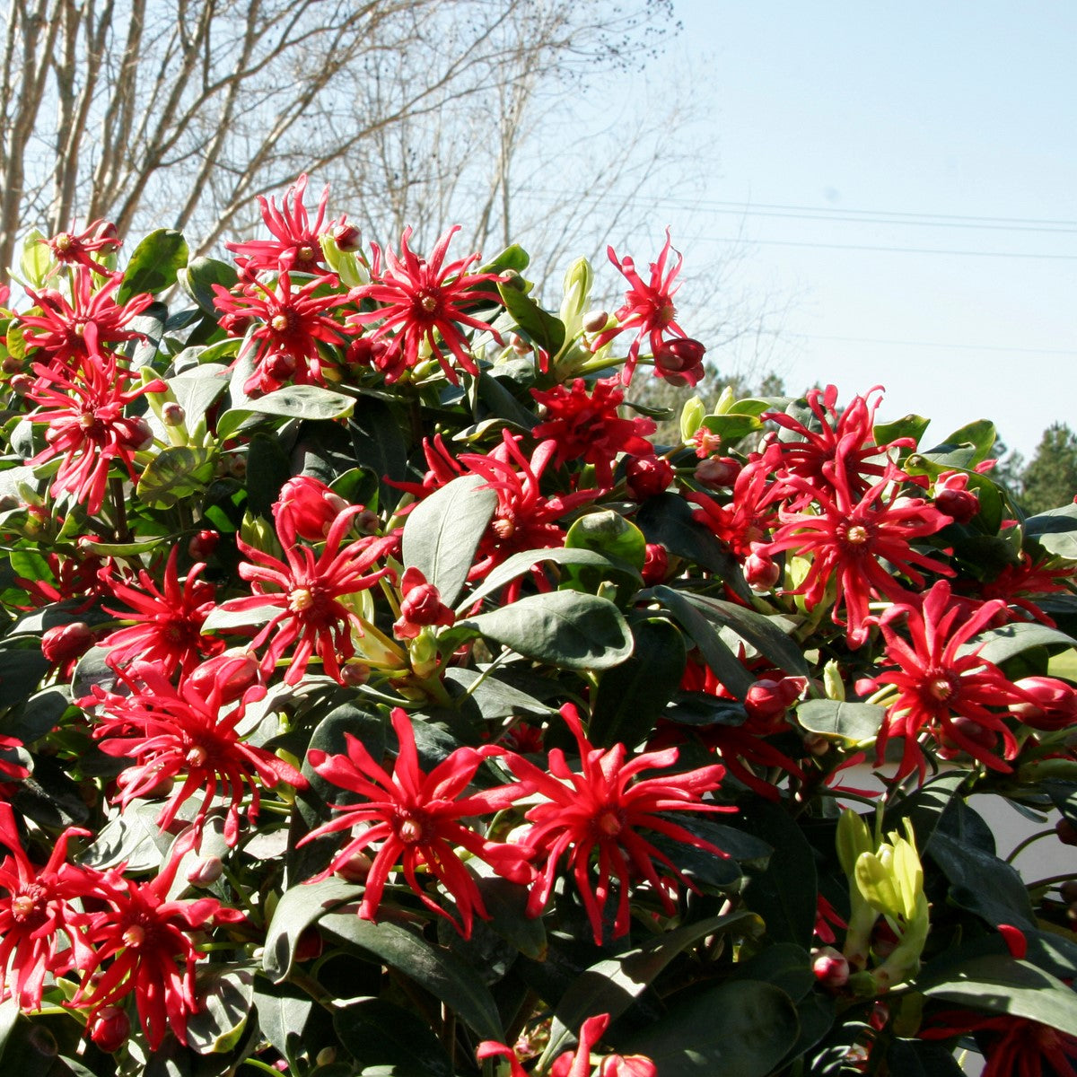 Miss Scarlett Illicium