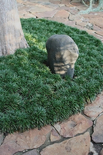 Mondo Grass