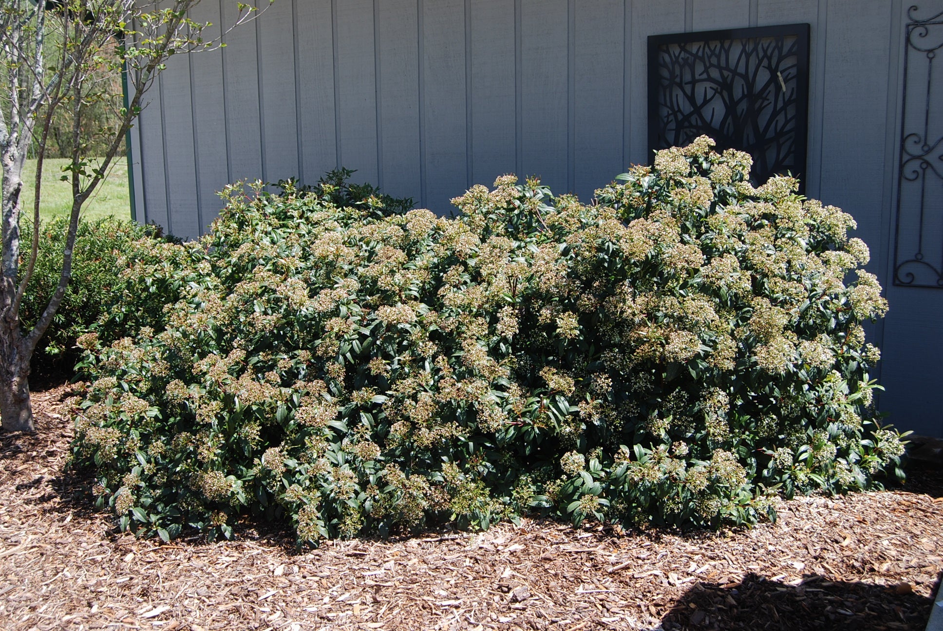 Moonlit Lace Viburnum