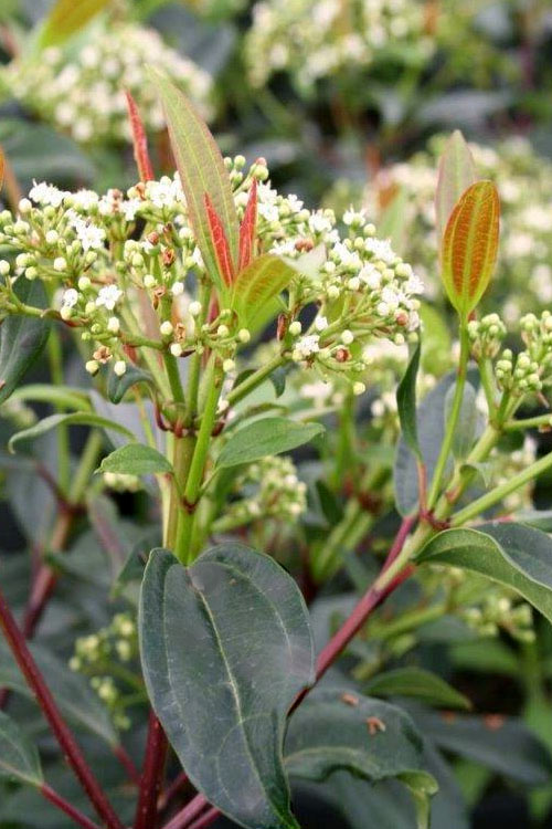 Moonlit Lace Viburnum