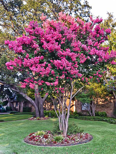 Mystic Magenta Crape Myrtle