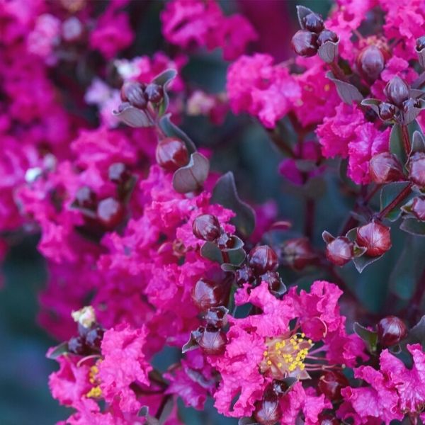 Mystic Magenta Crape Myrtle
