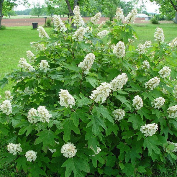 Oakleaf Hydrangea