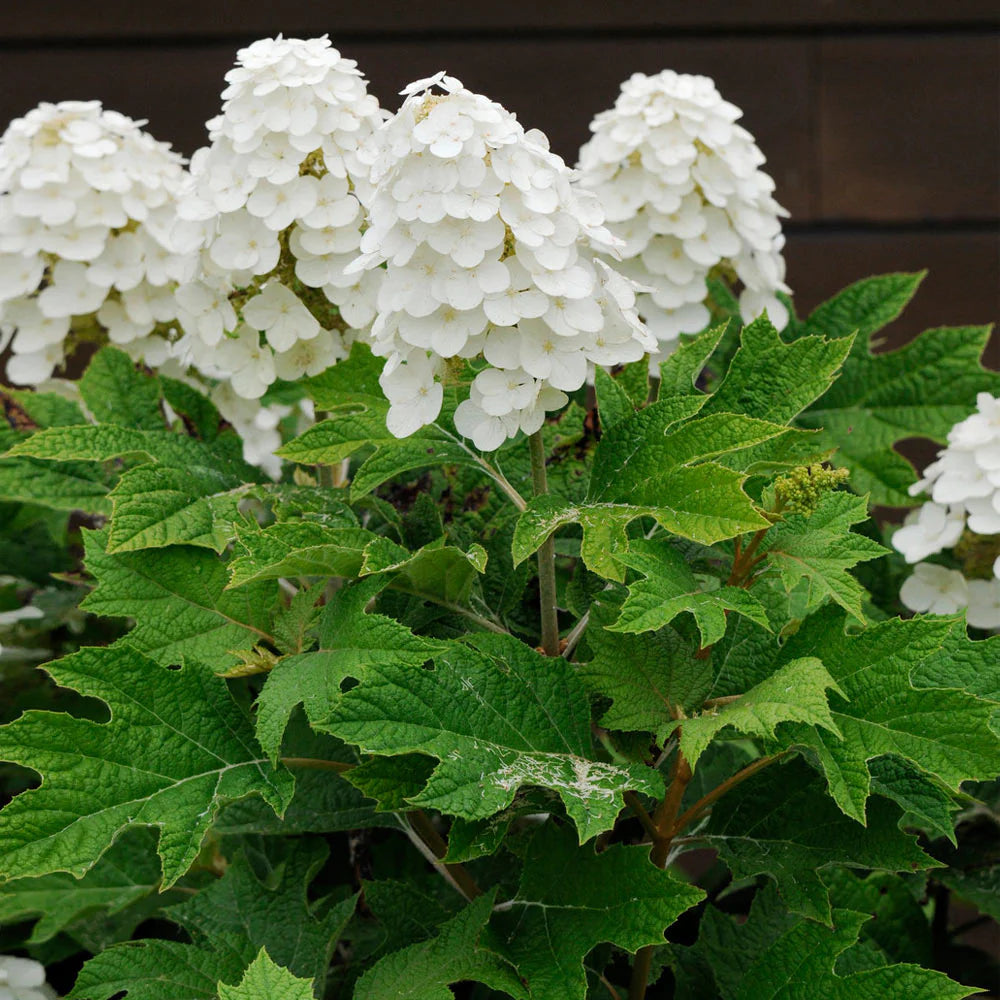 Oakleaf Hydrangea