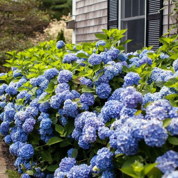 Original Endless Summer Hydrangea - Buy Online Free Shipping – Flora's ...