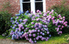 Original Endless Summer Hydrangea