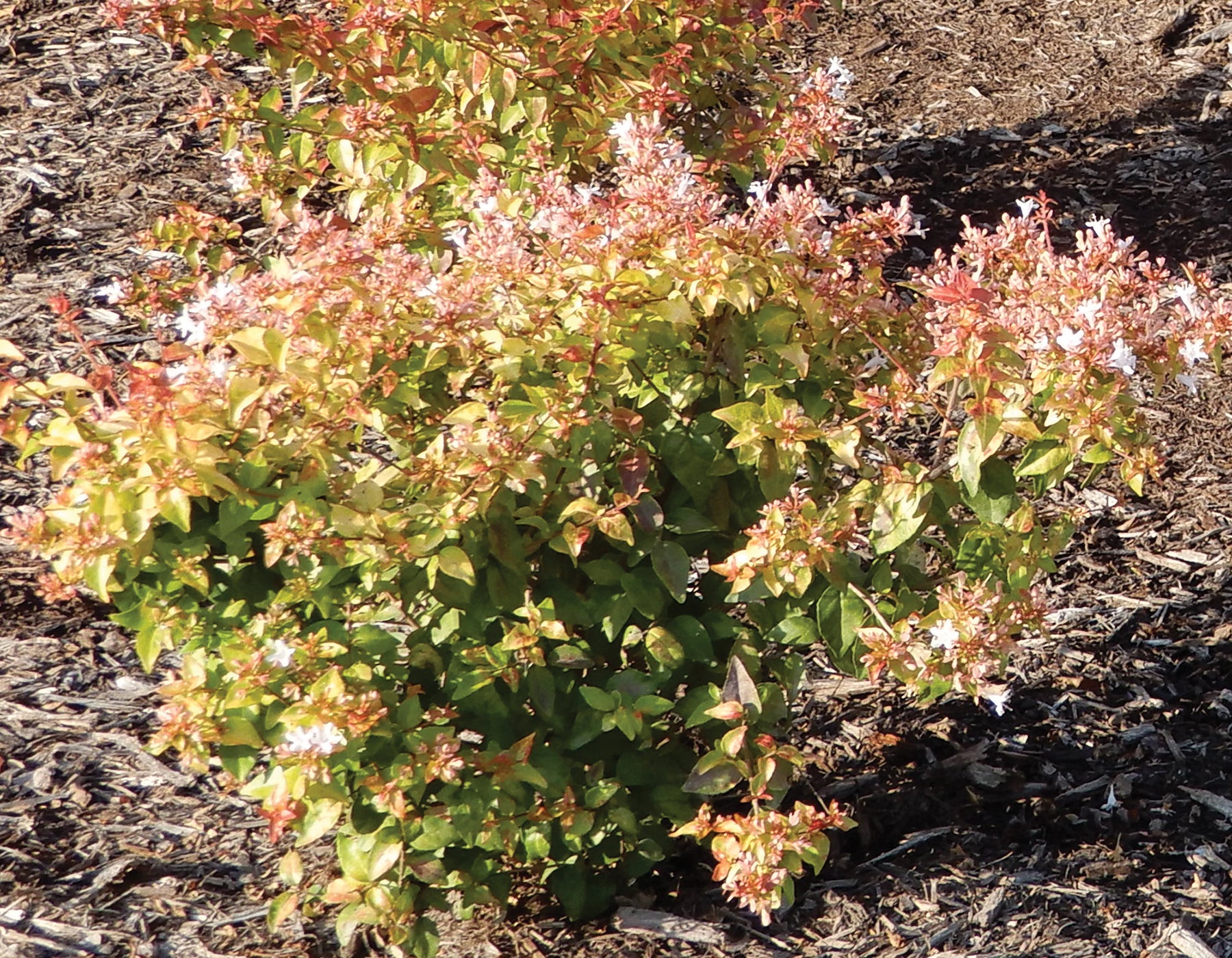 Peach Perfection Abelia