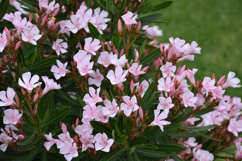 Petite Pink Oleander