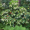 Pink Frost Illicium