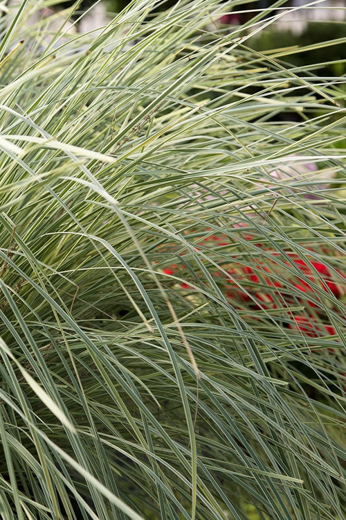 Platinum Beauty Lomandra