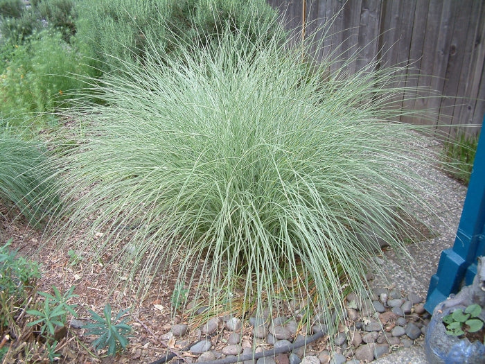Platinum Beauty Lomandra