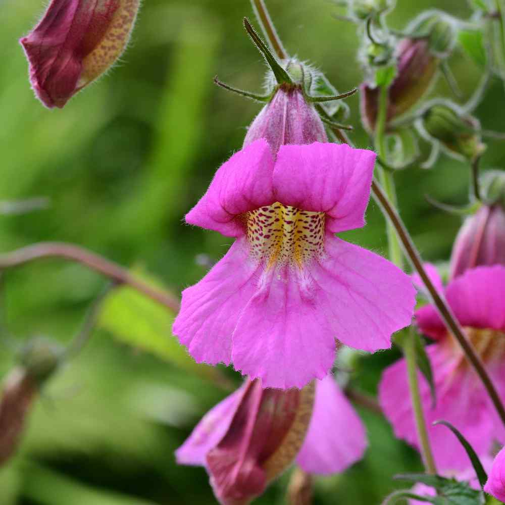 Popstar Chinese Foxglove