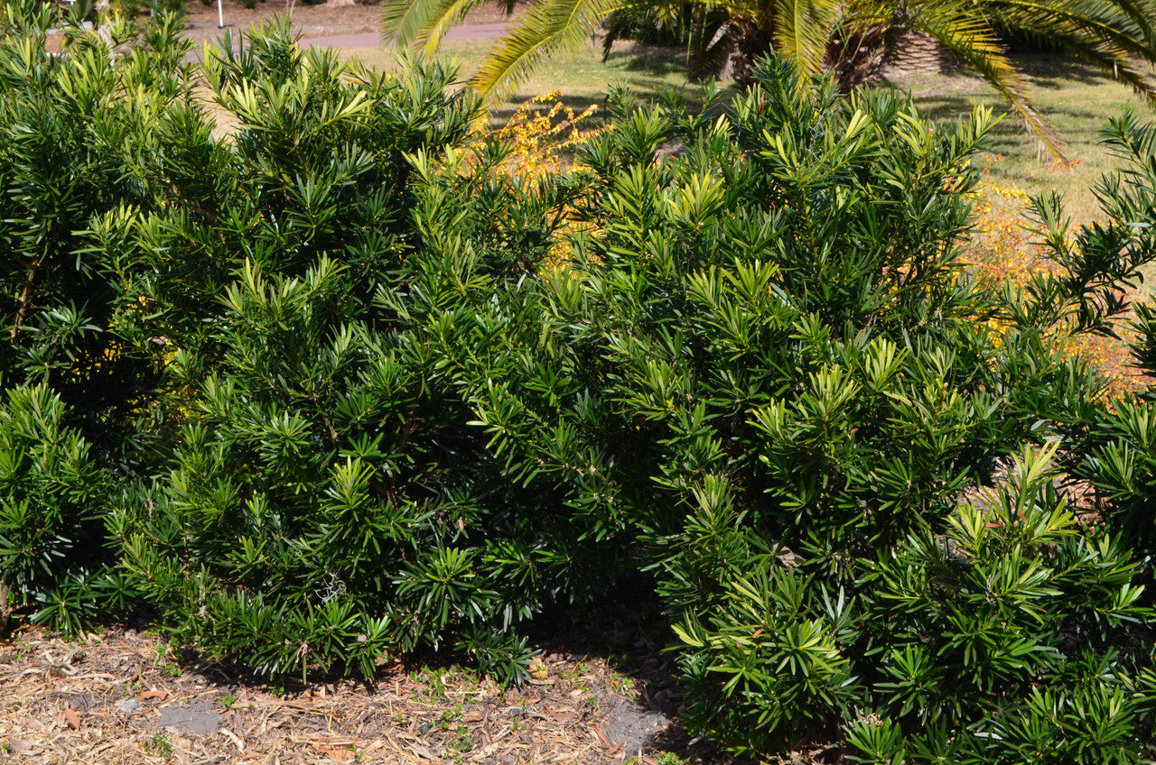 Pringle Podocarpus