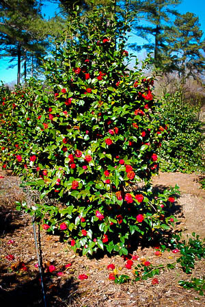 Professor Sargent Japanese Camellia