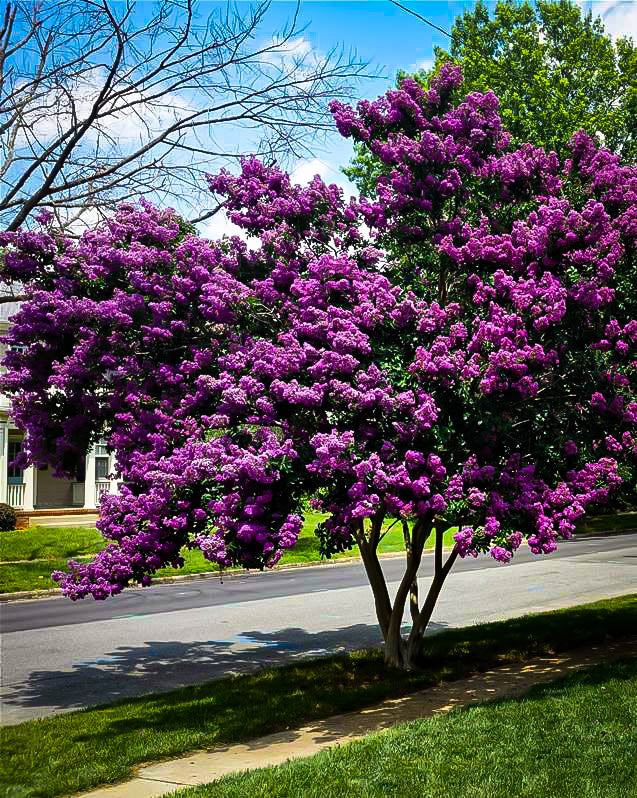 Purely Purple Crape Myrtle