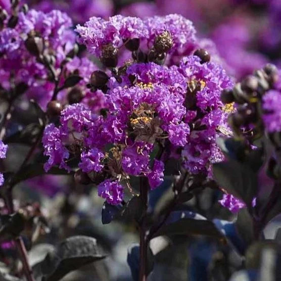 Purely Purple Crape Myrtle